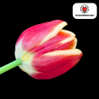 Beeld