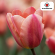 Beeld