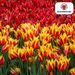 Beeld