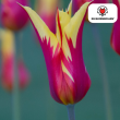 Beeld