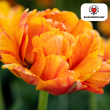 Beeld