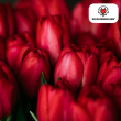 Beeld