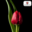 Beeld