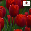 Beeld