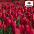 Beeld