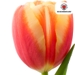 Beeld