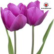 Beeld