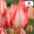 Beeld
