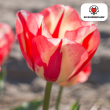 Beeld