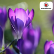 Beeld