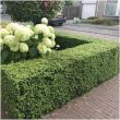 Struikvorm van Ilex crenata ‘Jenny’ in sierborder