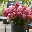 Beeld