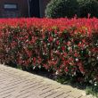 Beeld