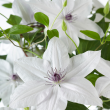 Beeld