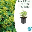 Beeld