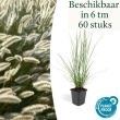 Beeld