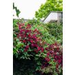 Clematis Rouge Cardinal in volle bloei met dieprode bloemen