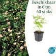 Beeld