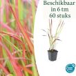 Beeld