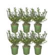 Wintergroene Ilex crenata ‘Jenny’ met compacte groei