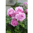 Beeld