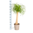 . Olifantspoot Beaucarnea Recurvata 90 cm