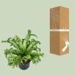 Asplenium Nidus Crissie 2