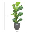 ficus lyrata vioolbladplant 80cm afmeting