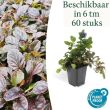 Beeld
