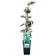 Algerijnse klimop Gloire de Marengo in pot Ø15cm – ↕65cm

