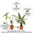 2 Alocasia kamerplanten set voordelen