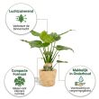 Alocasia Cucullata voordelen