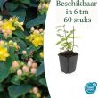 Beeld