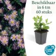 Beeld
