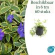 Beeld