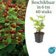 Beeld