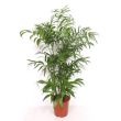 Bergpalm 1