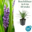 Beeld