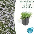 Beeld