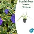 Beeld