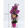 Bougainvillea klimplant ca. 70 cm