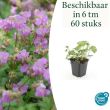 Beeld