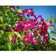 Clematis Niobe groeiend langs een klimrek