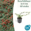 Beeld