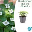 Beeld