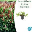 Beeld