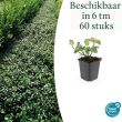 Beeld