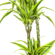 Dracaena Deremensis Lemon Lime bladeren in het midden