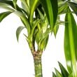 Dracaena Deremensis Hawaiian Sunshine kamerplant diverse hoogtes