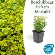 Beeld